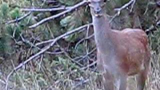 Biche Gros Plan Brame 2008 09