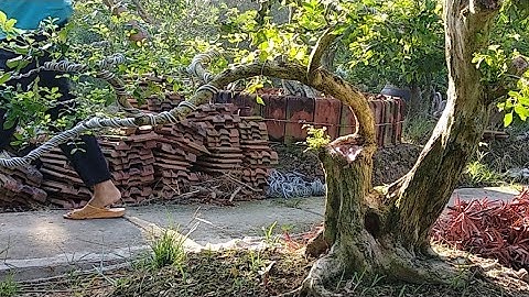 Vườn Nguyệt Quế Khủng Cai Lậy Tiền Giang