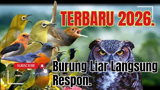 Suara Pikat Burung Kecil II Kombinasi Prenjak Stater Dan Pleci Ribut II Terbaru 2026.