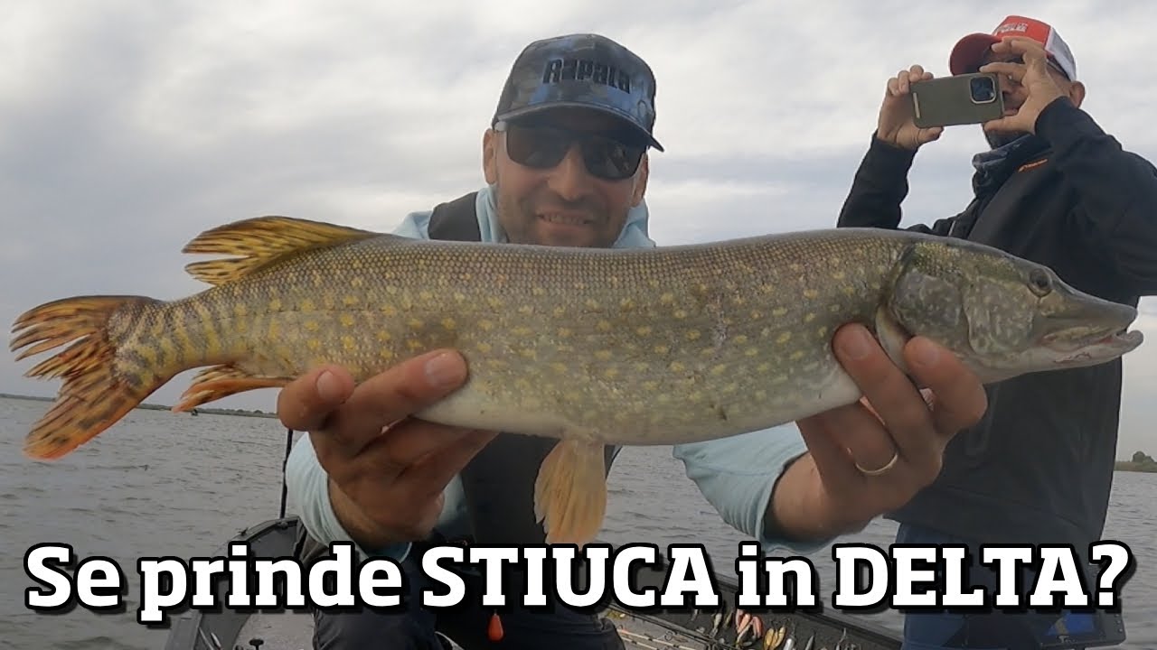 Unde gasim STIUCILE MARI pe lacurile din DELTA DUNARII? Ne antrenam pentru CONCURS!