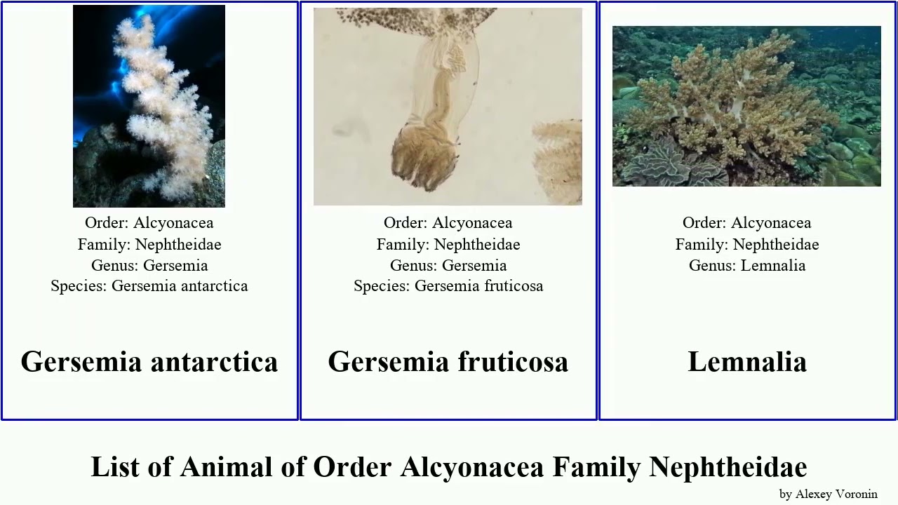 List of Animal of Order Alcyonacea Family Nephtheidae dendronephthya coral antarctica strawberry