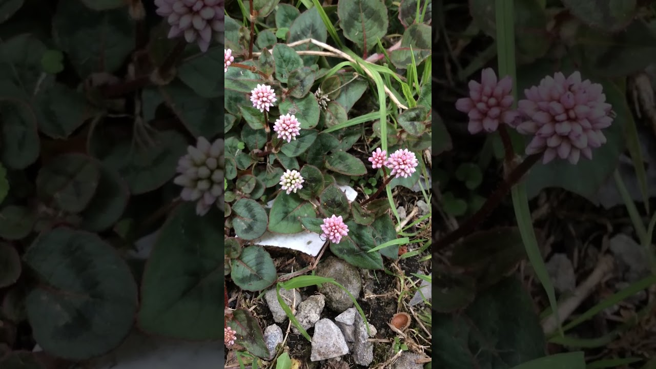 Persicaria capitata: hermosas cabezuelas rosa nacen en tu jardin