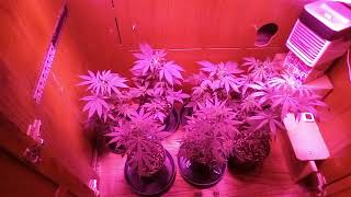 beginner growing (end of week 3)feed day!