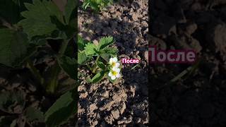 Рыхлю грунт у земляники #земляника #клубника