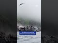 Abandon Rock! Sea Lions Caught In Earthquake