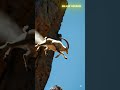Goat Leaps from One Cliff to Another in Epic Jump! 🐐💨 | Miraculous Airborne Moment #shorts