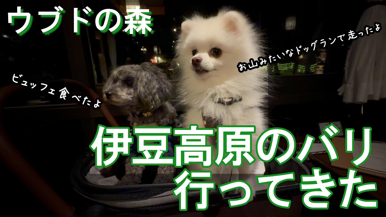 【犬旅】伊豆高原で犬も人も心と体の休息しよう△ウブドの森△