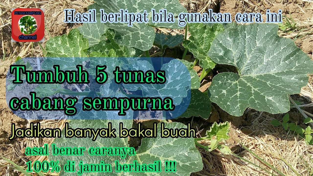 Luar biasa !!! hasil potong sulur labu kuning keluar banyak cabang #petani_milenial #petani_sukses