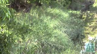 Frog Calls Made Easy Cricket Frog - Tips From A Wildlife Biologist