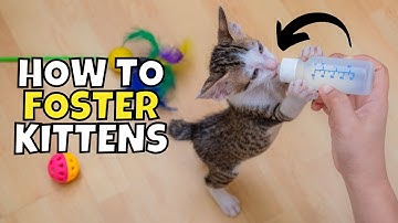 How to Foster Kittens (Do YOU Have What it Takes?)