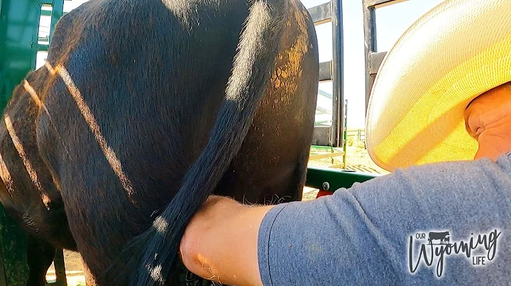 When is it too late to castrate a bull? (2023)