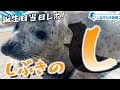 しぶきの誕生日~飼育員トークダイジェスト~@しながわ水族館【ゴマフアザラシ】