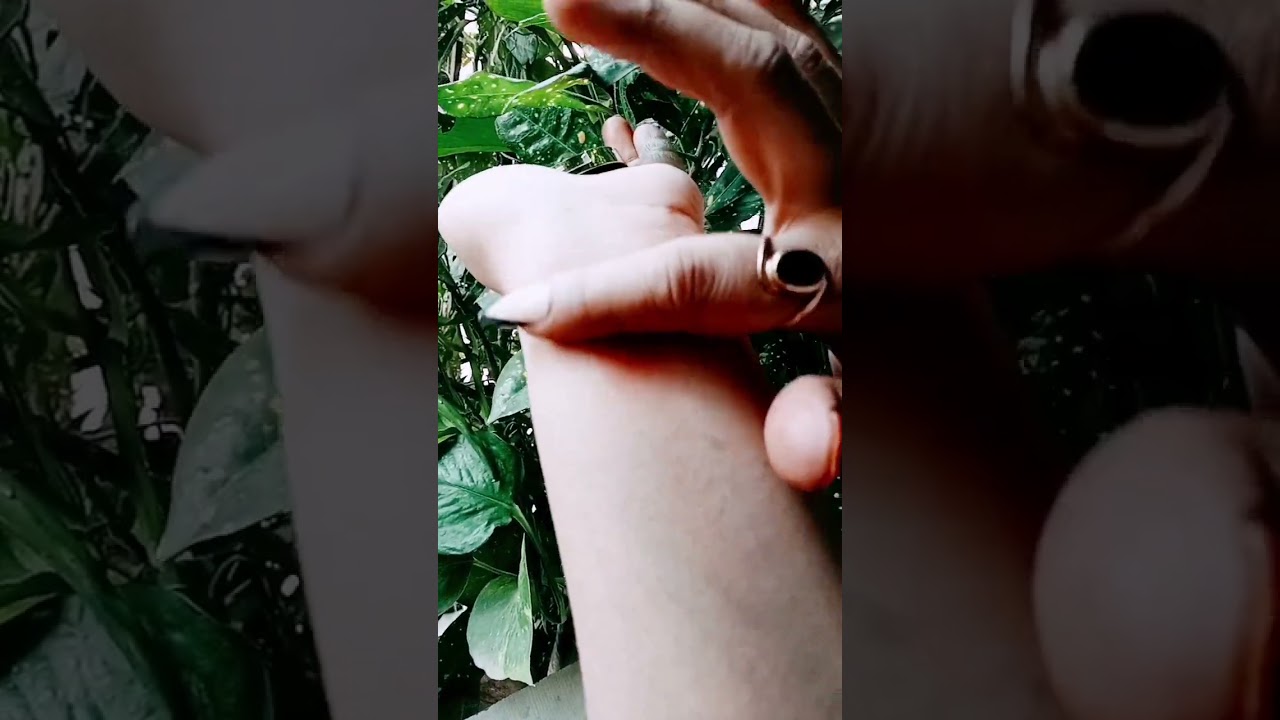 colorbar (cheekillusion blush)011bronzing glaze