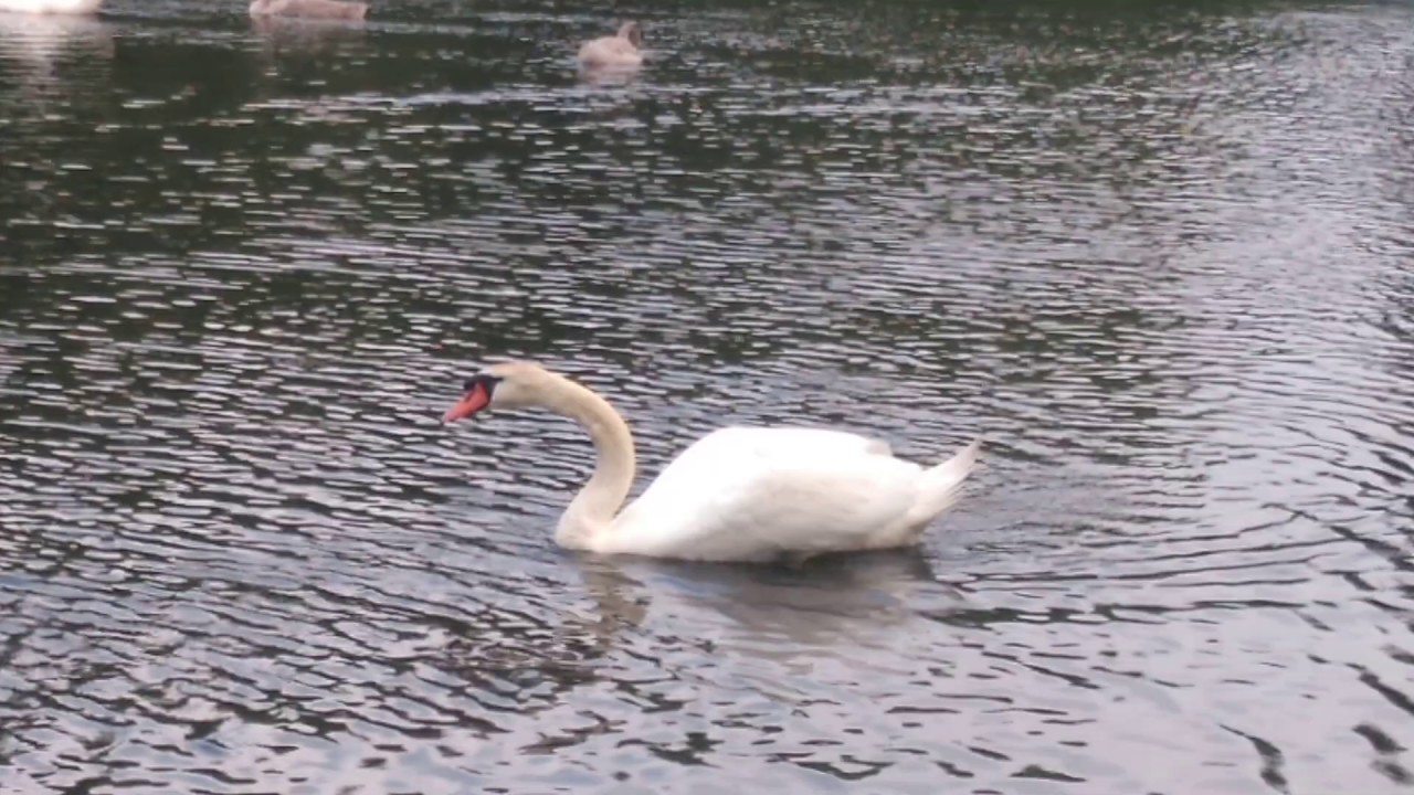 Mute swan (cob) does his flight patrol while his cygnets just watching