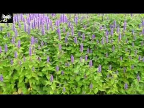 Video: Cómo cultivar plantas de hisopo