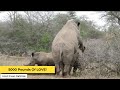 Rhinos Madly in Love! | Kruger Sightings | Amazing Animal Videos