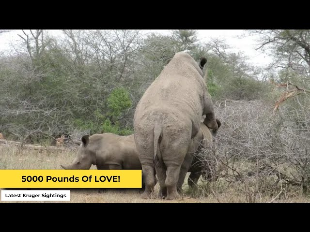 Rhinos Madly in Love! | Kruger Sightings | Amazing Animal Videos class=