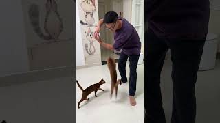 Act out the fun of raising a cat whenever and wherever you want. The cat has become a sperm. Me