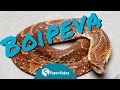 COBRA BOIPEVA ou CAPITÃO DO MATO - Xenodon merremii | Cobras Brasileiras #14 | Papo de Cobra