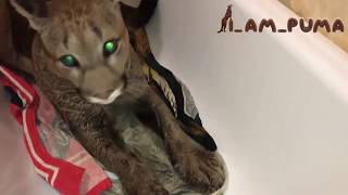 Как помыть пуму. часть 3 ОТЖИМ How to wash puma. part 3 SPIN