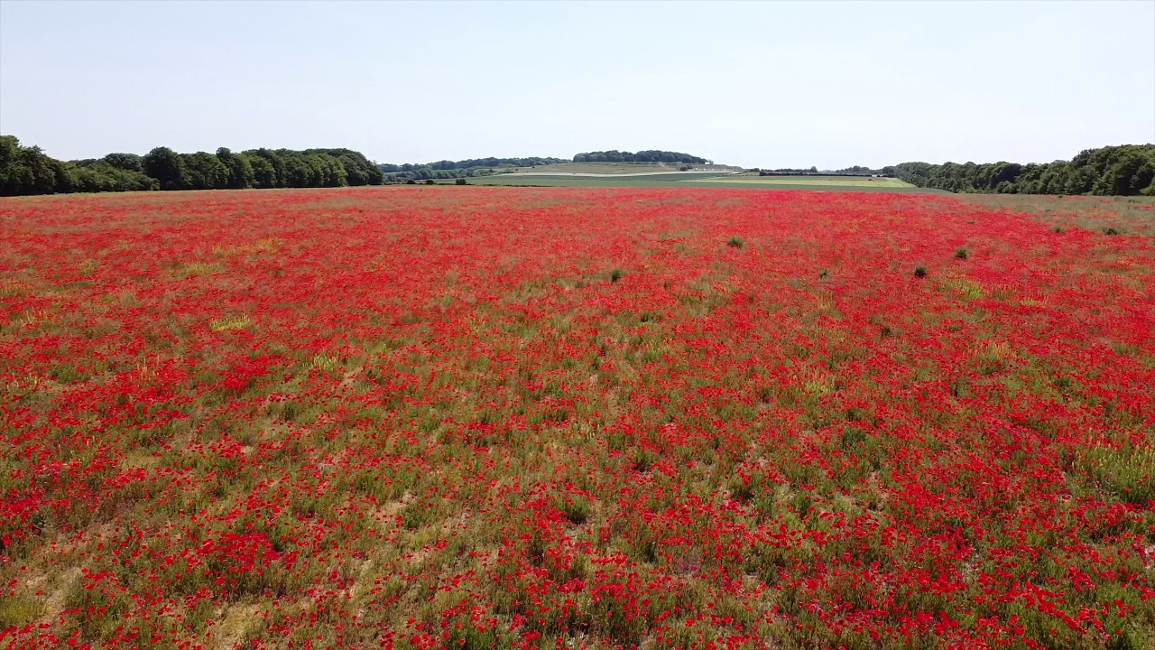 Poppies looking towards Badbury Rings - YouTube
