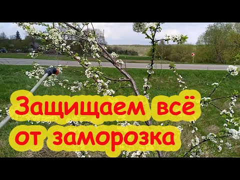 СЛИВА ЦВЕТЁТ, А УРОЖАЯ НЕТ! ЧЕМ ОБРАБОТАТЬ САД ВЕСНОЙ. ЗАЩИТА САДА и ОГОРОДА от ЗАМОРОЗКОВ и ХОЛОДА.