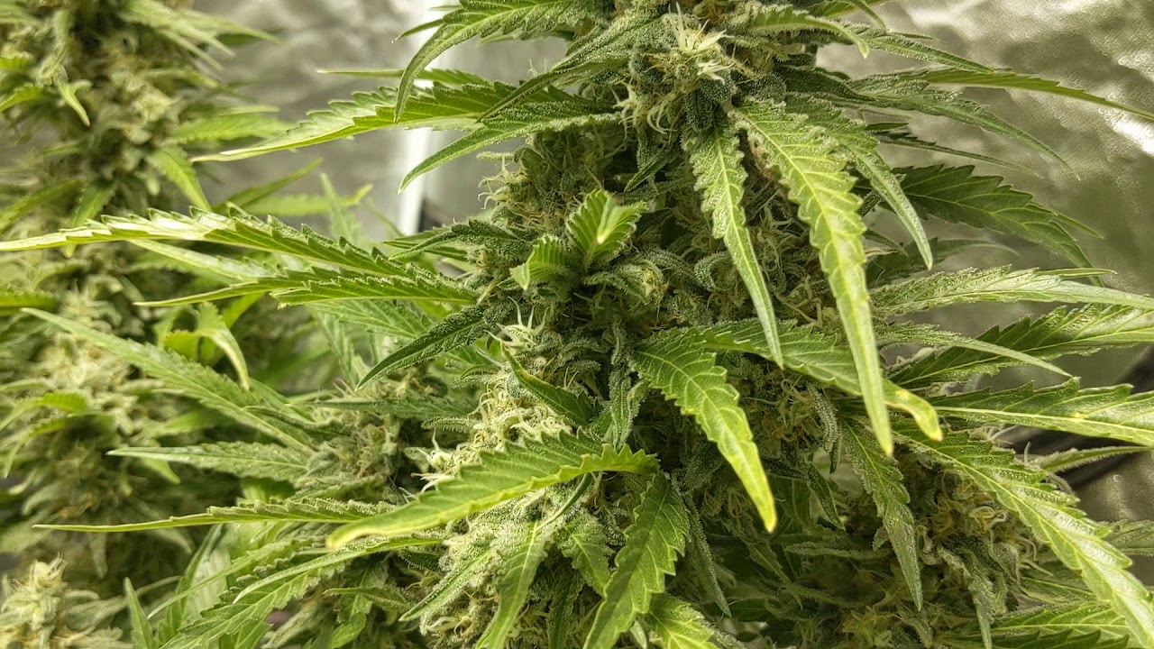 Pheno's Season 9: Yellow Lemon Zkittle by Dutch Passion, Season 10 SOG