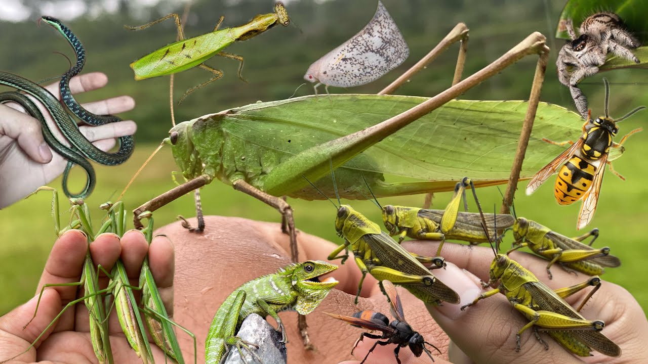 catching leafhoppers and their friends