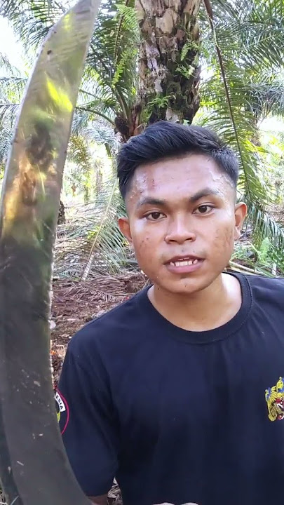 Sabit palm king pro memang mantap ketajaman nya geng #shorts
