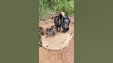 Simple DIY Bird Trap - Quail Trap # easy bird trap #shorts