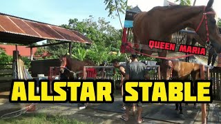 MAIN KE KONTINGEN KUDA PACU SULAWESI UTARA ( MINAHASA ) || ALLSTAR STABLE || EVENT SULAWESI DERBY