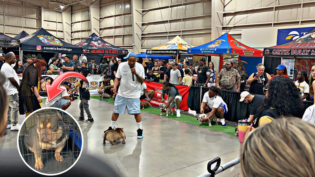 Dog Show 2025 (Scar Almost DIED)