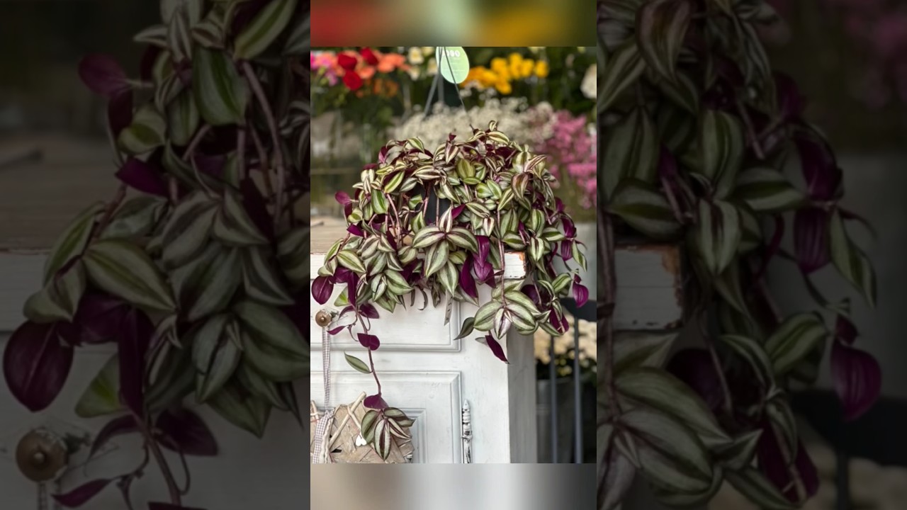 Top 10 Climber Indoor Plants For Your Balcony 