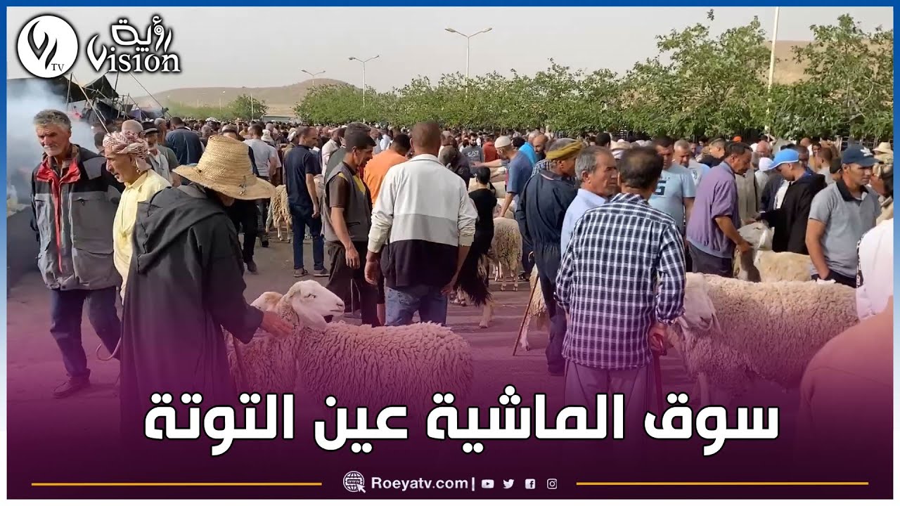 شاهد أسعار وأنواع الماشية في سوق الاغنام من عين التوتة في باتنة