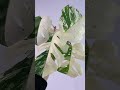 Unleash the Beauty of the extra white Monstera Variegata