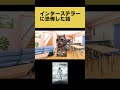 猫ミーム インターステラーを深夜に観てはいけない 猫ミーム 猫マニ Memes インターステラー 映画