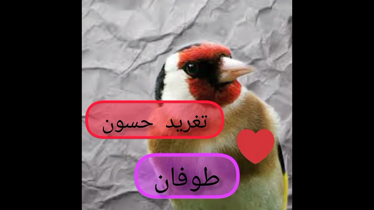 تغريد حسون طوفان ثائر