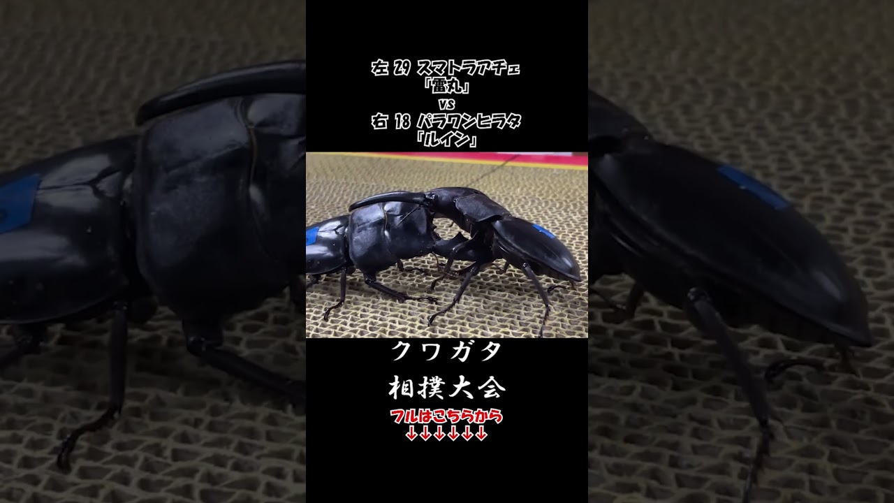 スマトラアチェ 雷丸 vs パラワンヒラタクワガタ ルイン #クワガタ