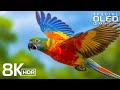 The Coolest 4K HDR 60FPS Videos Ever 🔥 Dolby Vision | Ultra HD Showcase