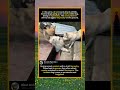 Dog Pack Turns on a Lone Dog#DogFight #PackMentality #PetSafety #AnimalAggression #WildInstinct