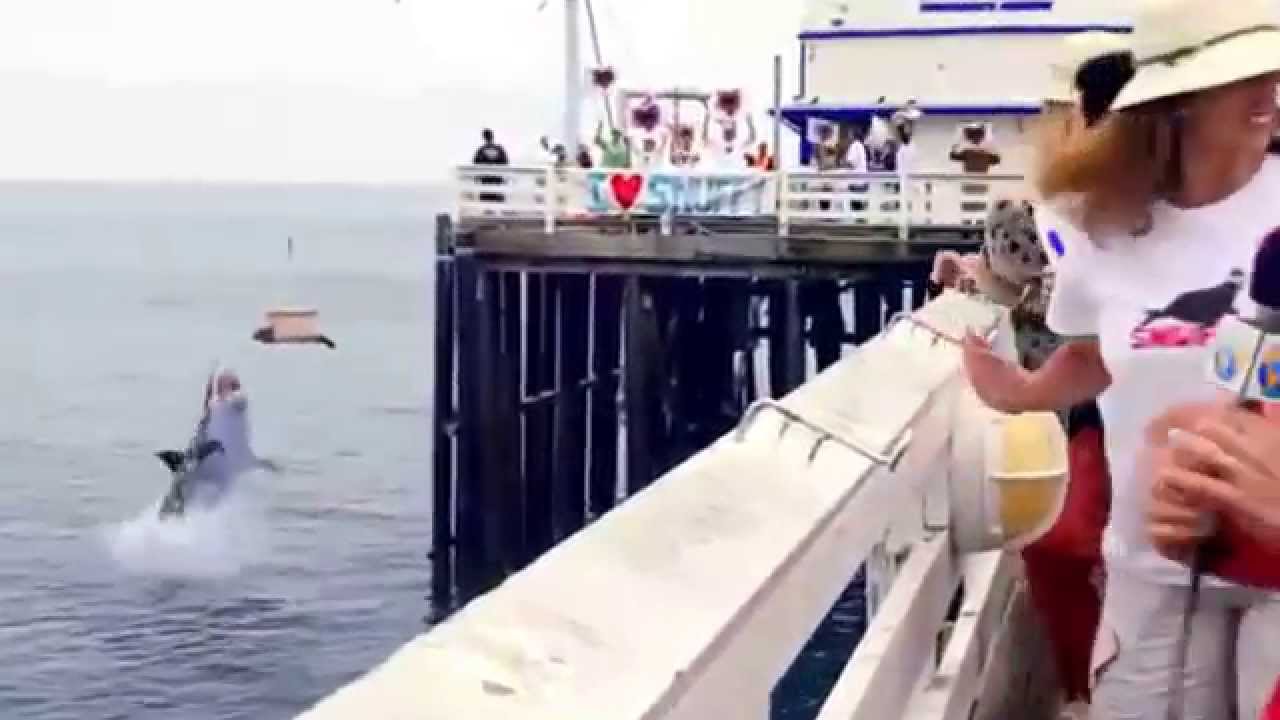Tiburón se come a una foca cuando la están liberando - YouTube