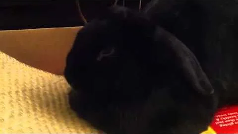 Bobbie the Bunny 1, Jan 19, 2012