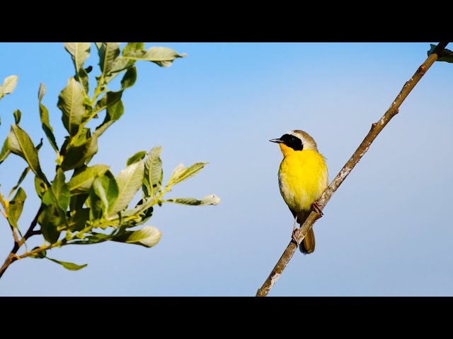 Spring Songbirds in 4K: 7 Hours of Beautiful Bird Scenes & Sounds for Relaxation, Study, Sleep UHD class=