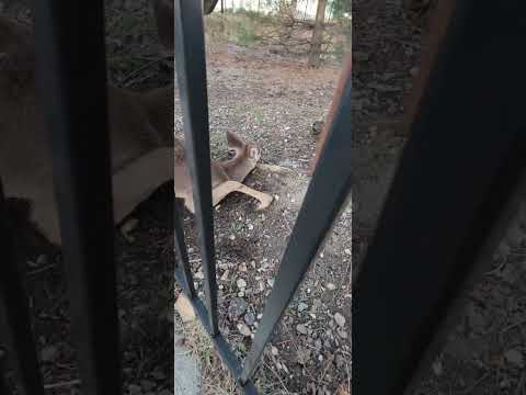 Good Samaritans Rescue