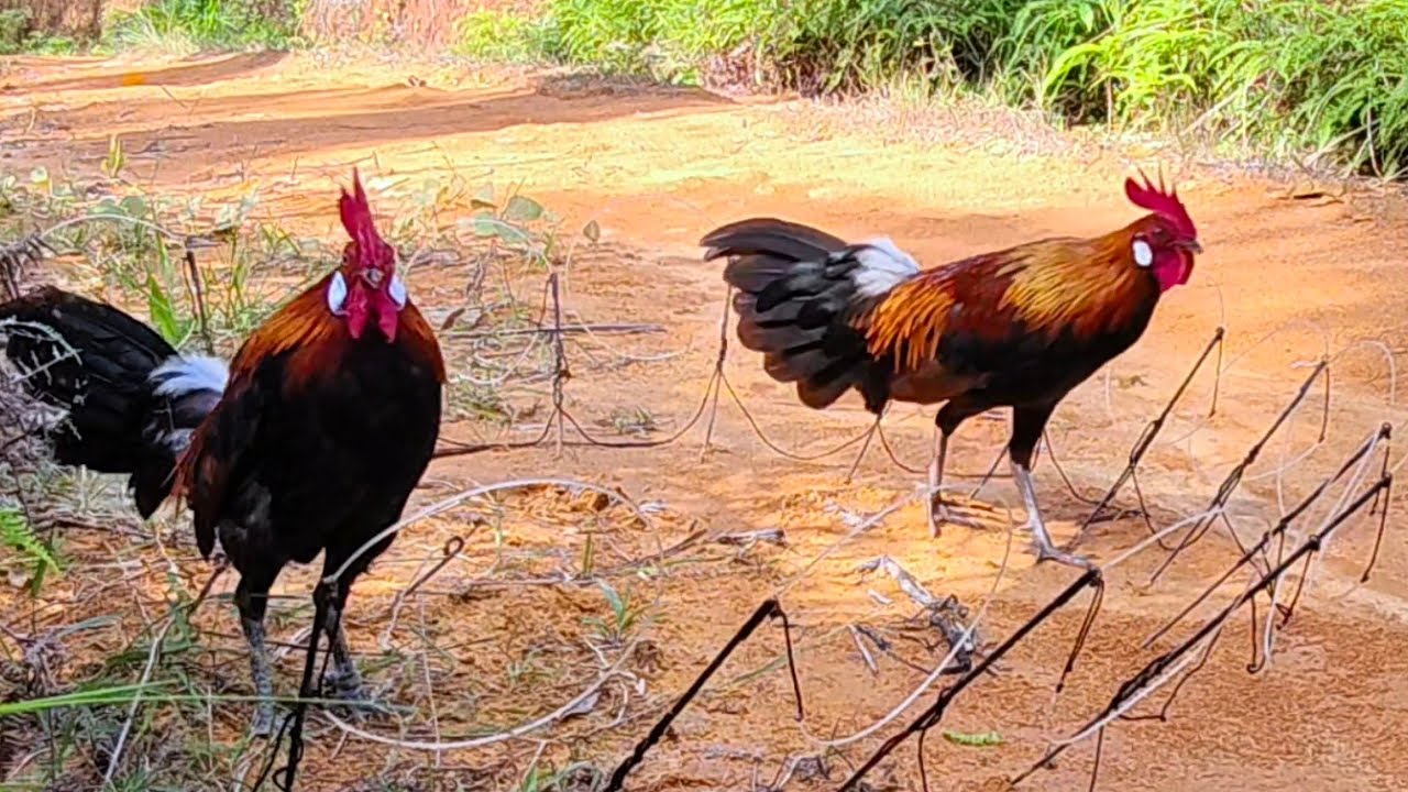 MIKAT AYAM HUTAN EPISODE 6