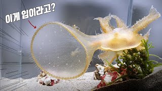 Aliens Found in Korean Seas (melibe viridis)