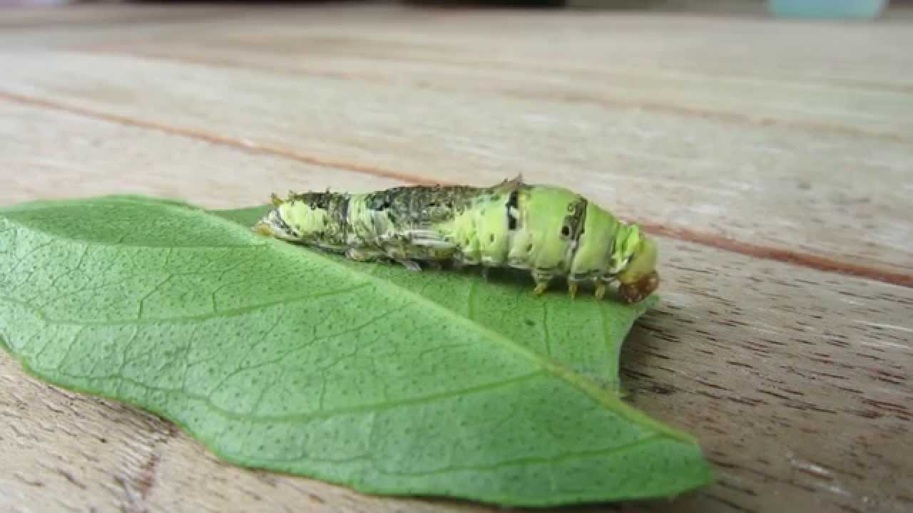 CATERPILLAR MOULTING Lime Butterfly, Papilio demoleus. YouTube