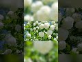 Flower Garden Aesthetic: Transforming Small Spaces into Sanctuaries