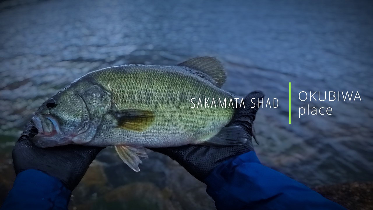 [バス釣り秋]サカマタシャッドで表層を狙う