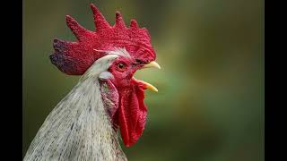 Rooster Crowing -A-Doodle-Doo Sound Effect